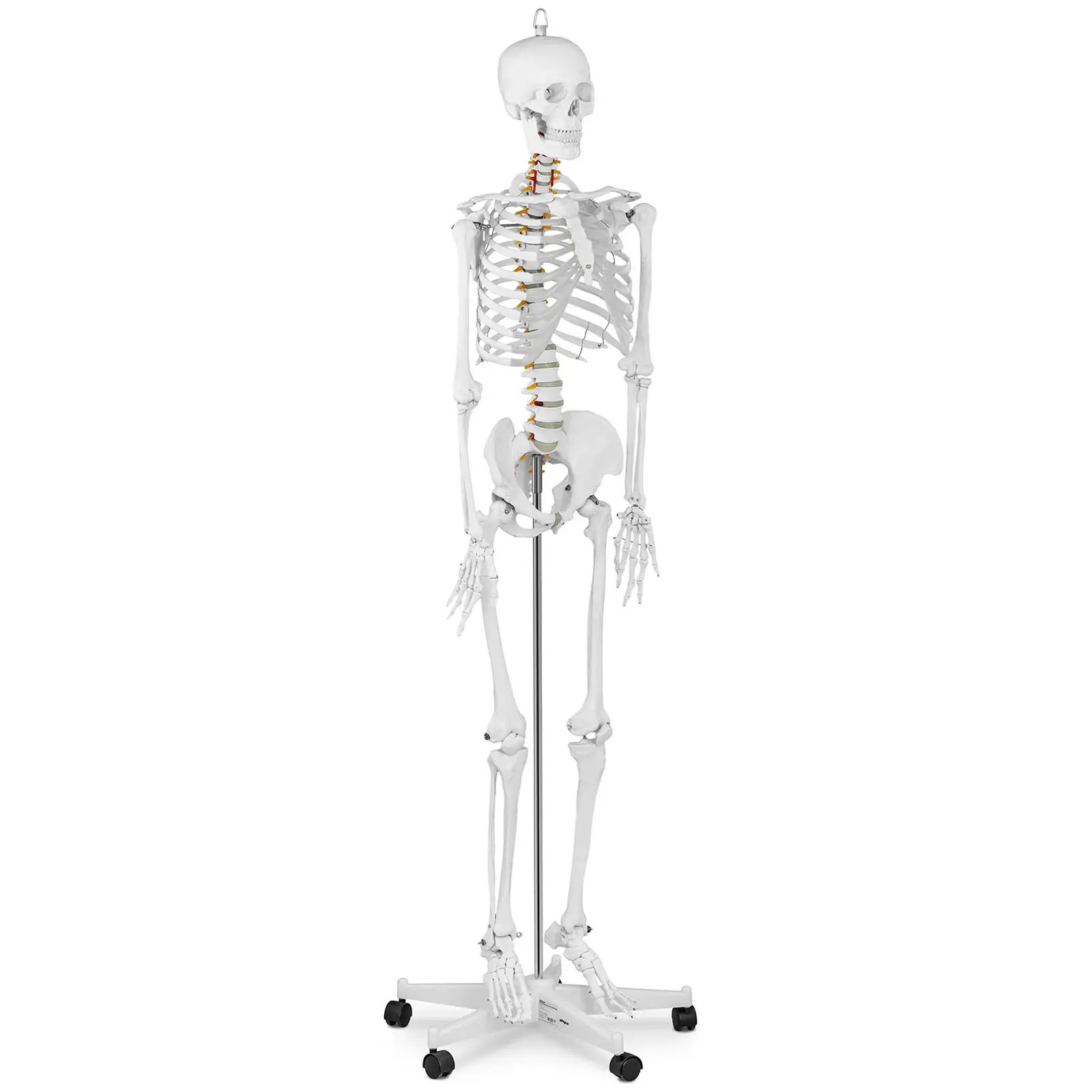 Modello scheletro umano - A grandezza naturale - 0