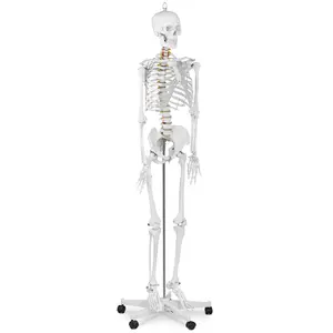 Model kostry člověka - životní velikost - 176 cm