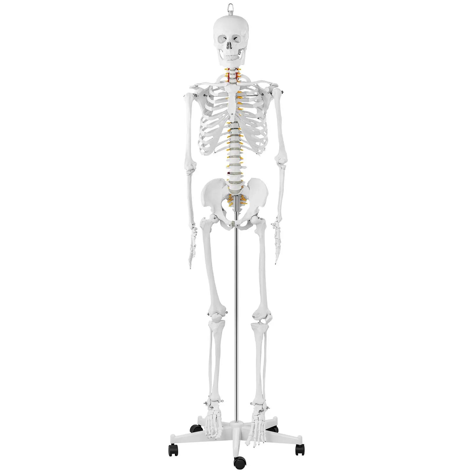 Maquette du squelette humain - grandeur nature