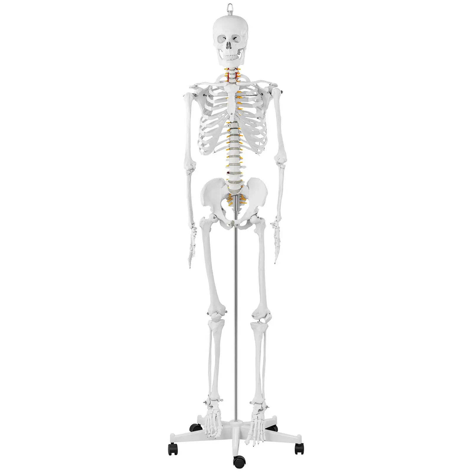 Model kostry člověka - životní velikost - 176 cm (Materiál: Ušlechtilá ocel)