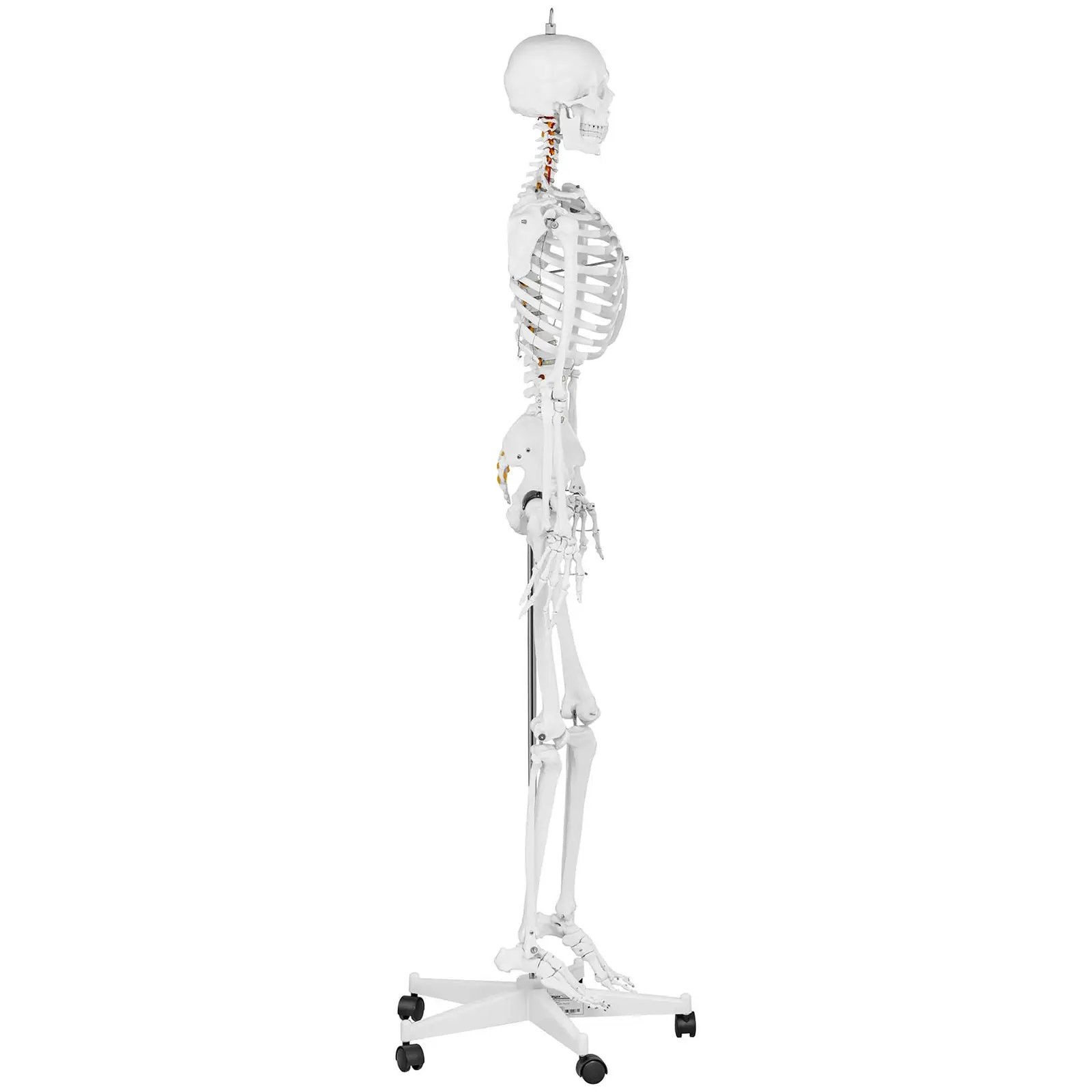 Modello Scheletro Pelvico Femminile Flessibile DKULMN - Grandezza Naturale, In PVC, Per Educazione Ostetrica E Ginecologica, Dimostrazione Medica - 3