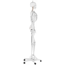 Modelo anatómico de esqueleto - tamaño natural