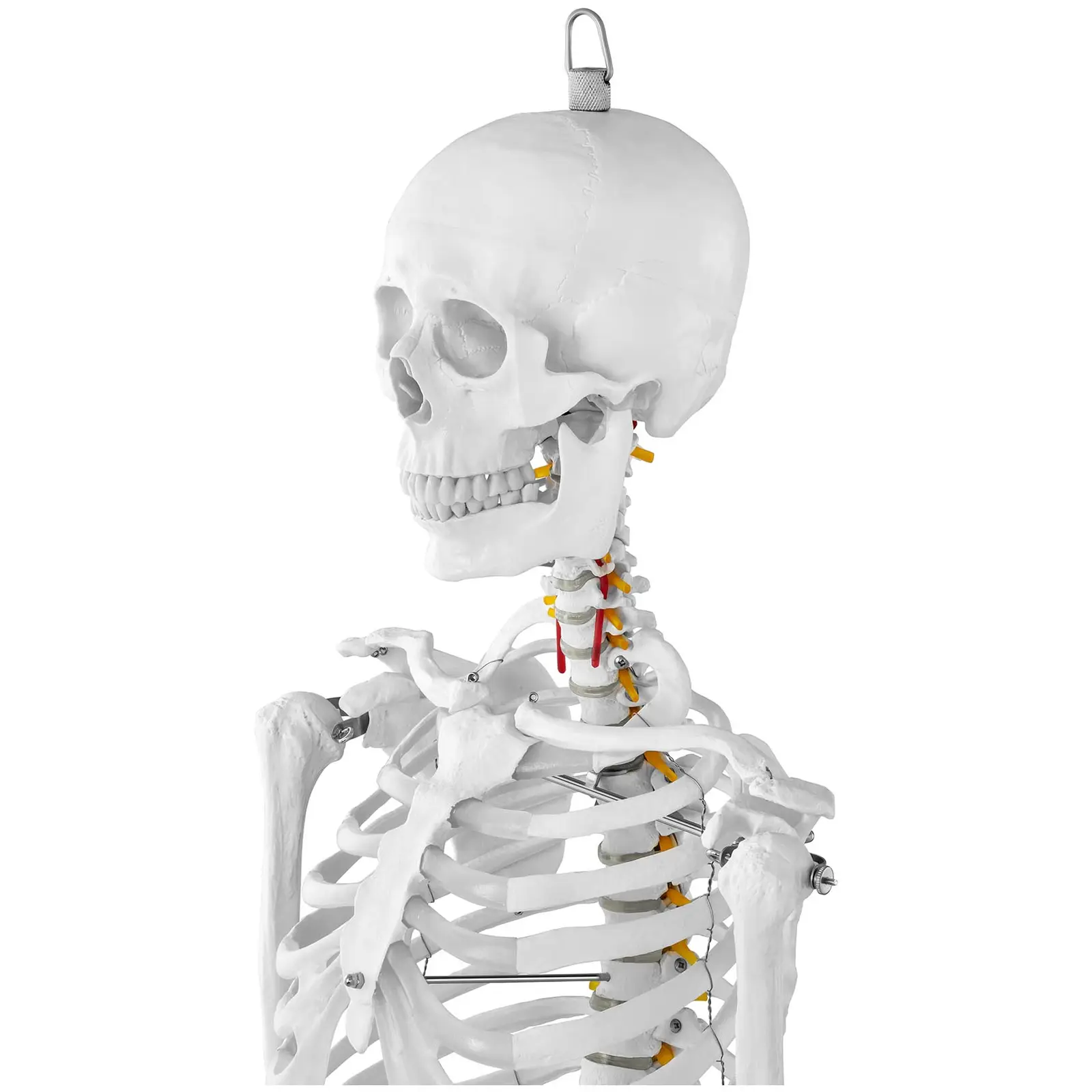 Skeletmodel - naturlig størrelse