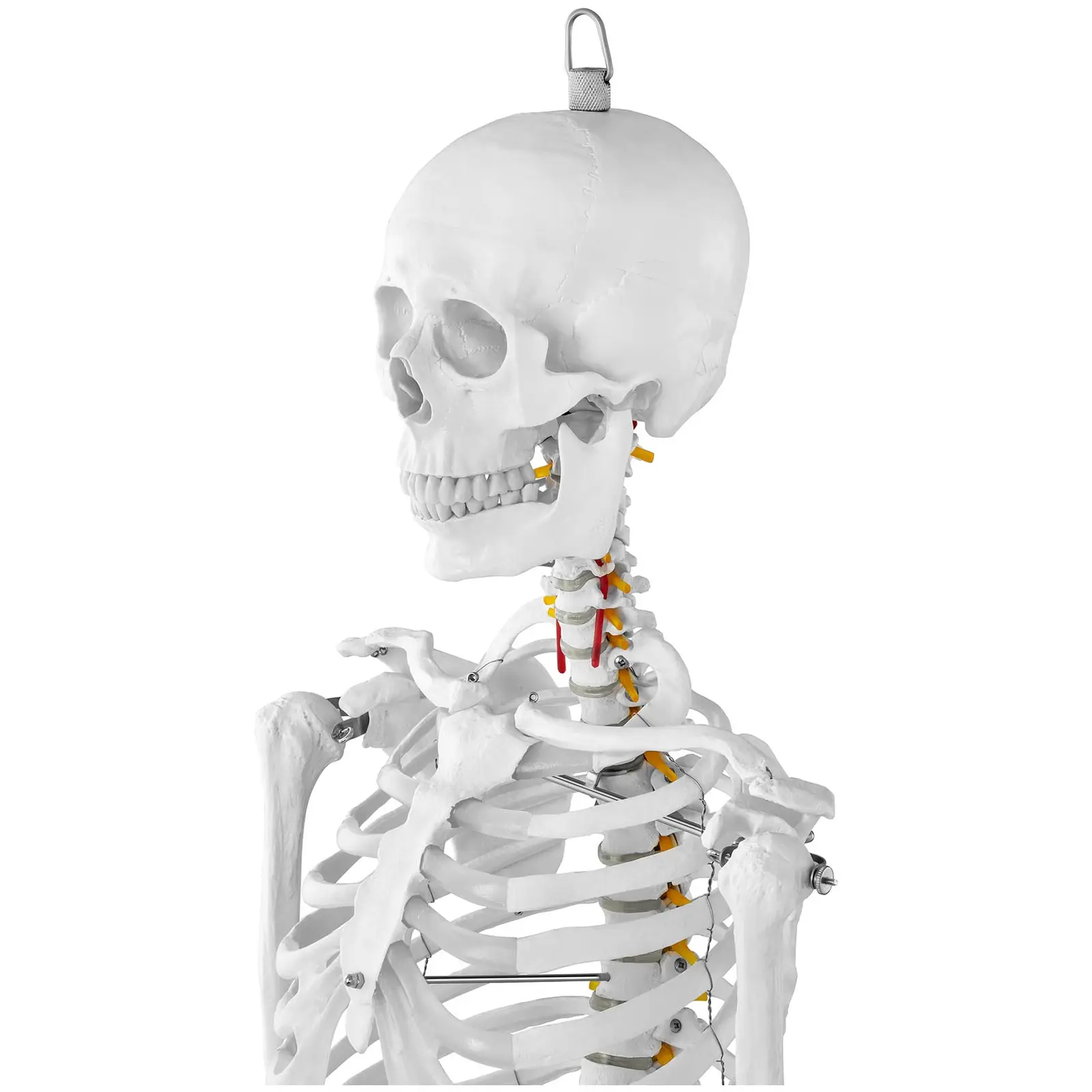Model szkieletu - naturalnej wielkości