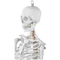 Modelo anatómico de esqueleto - tamaño natural