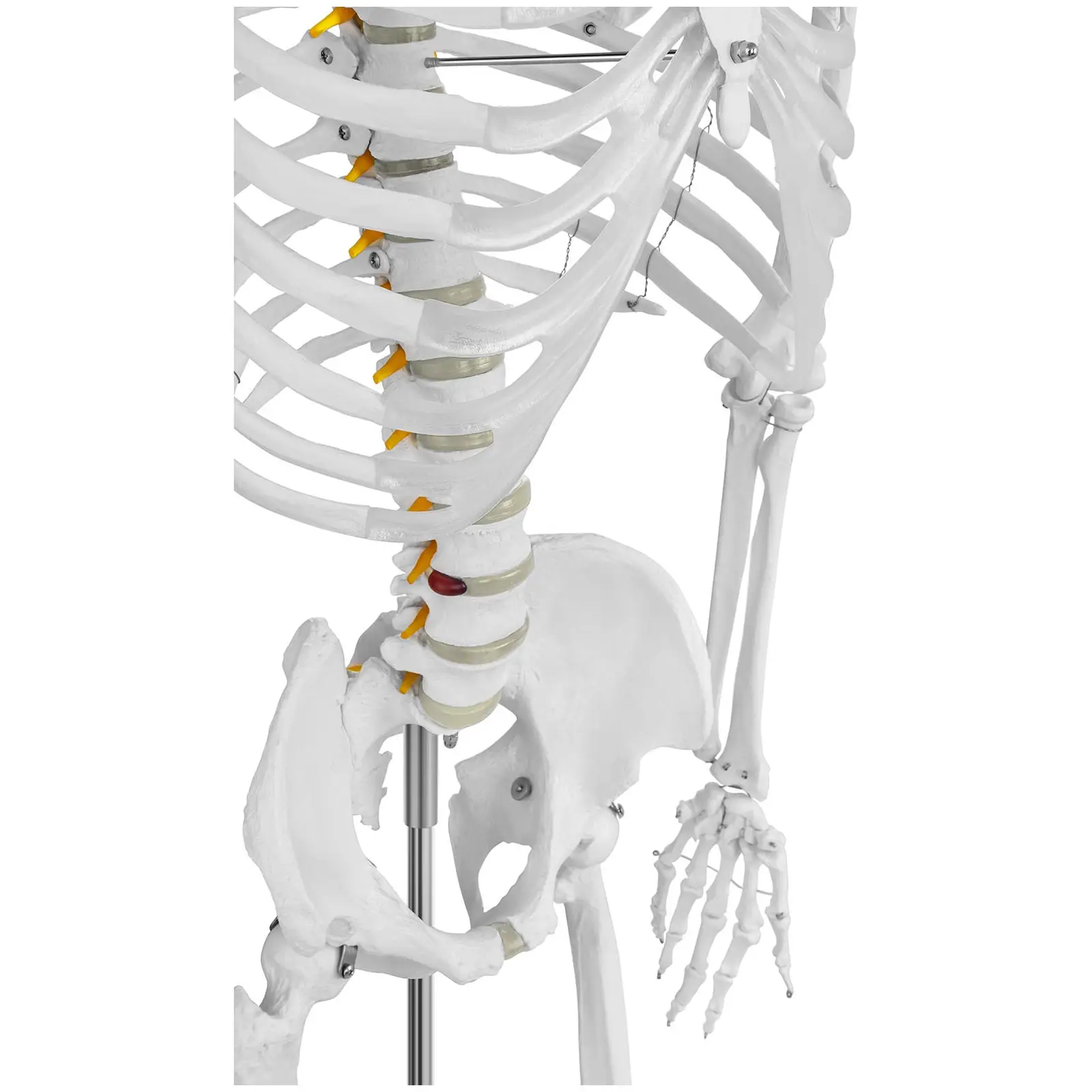 Skelett-Modell - lebensgroß