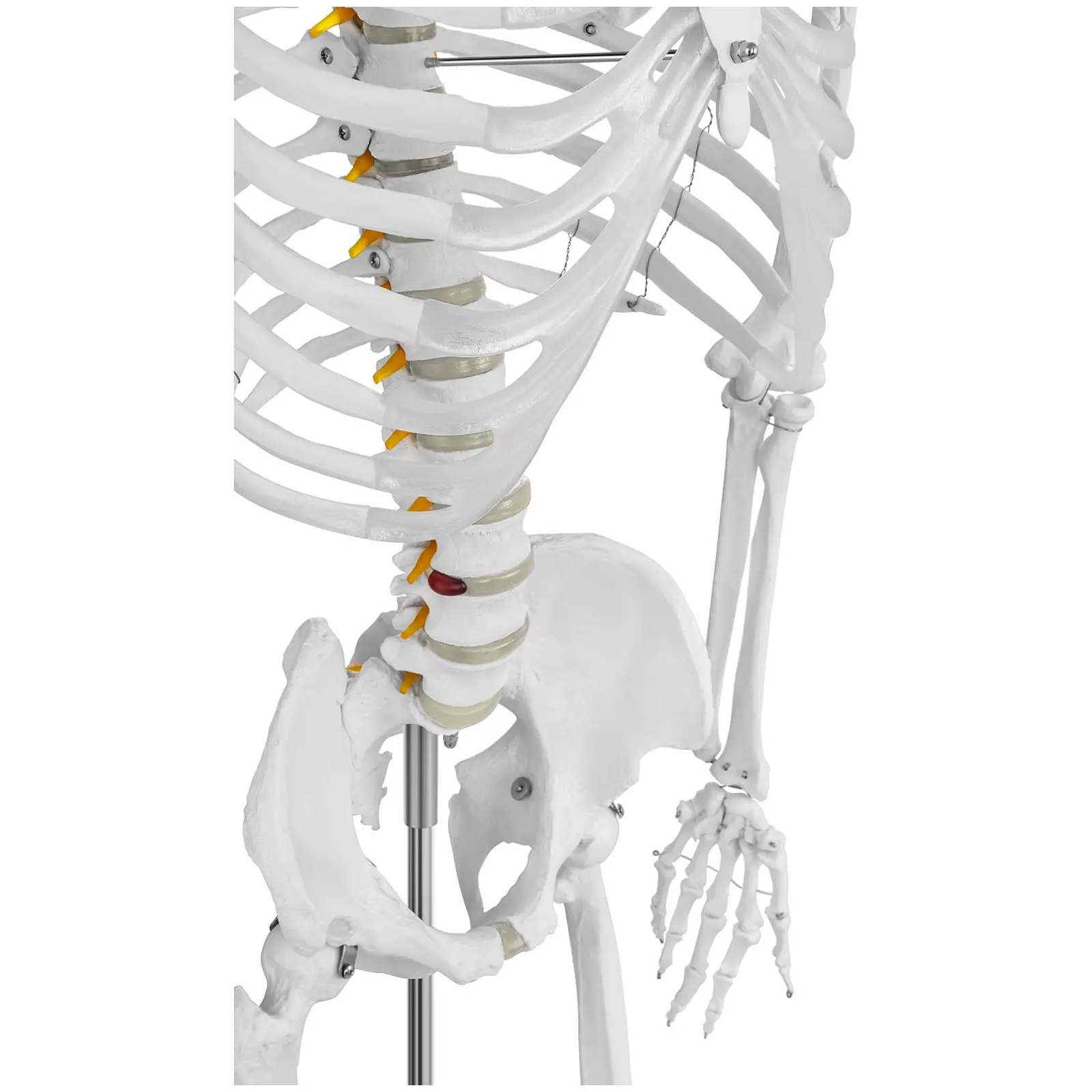 Modello scheletro umano - A grandezza naturale - 4