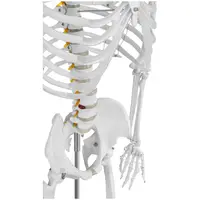 Emberi csontváz modell - életnagyságú