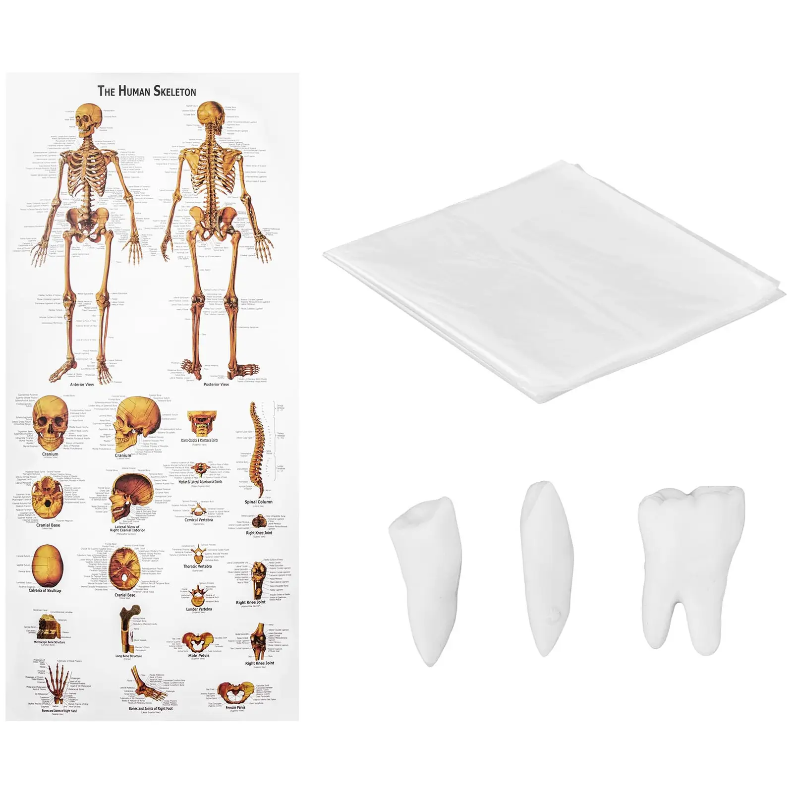 Modelo de esqueleto humano - tamanho natural