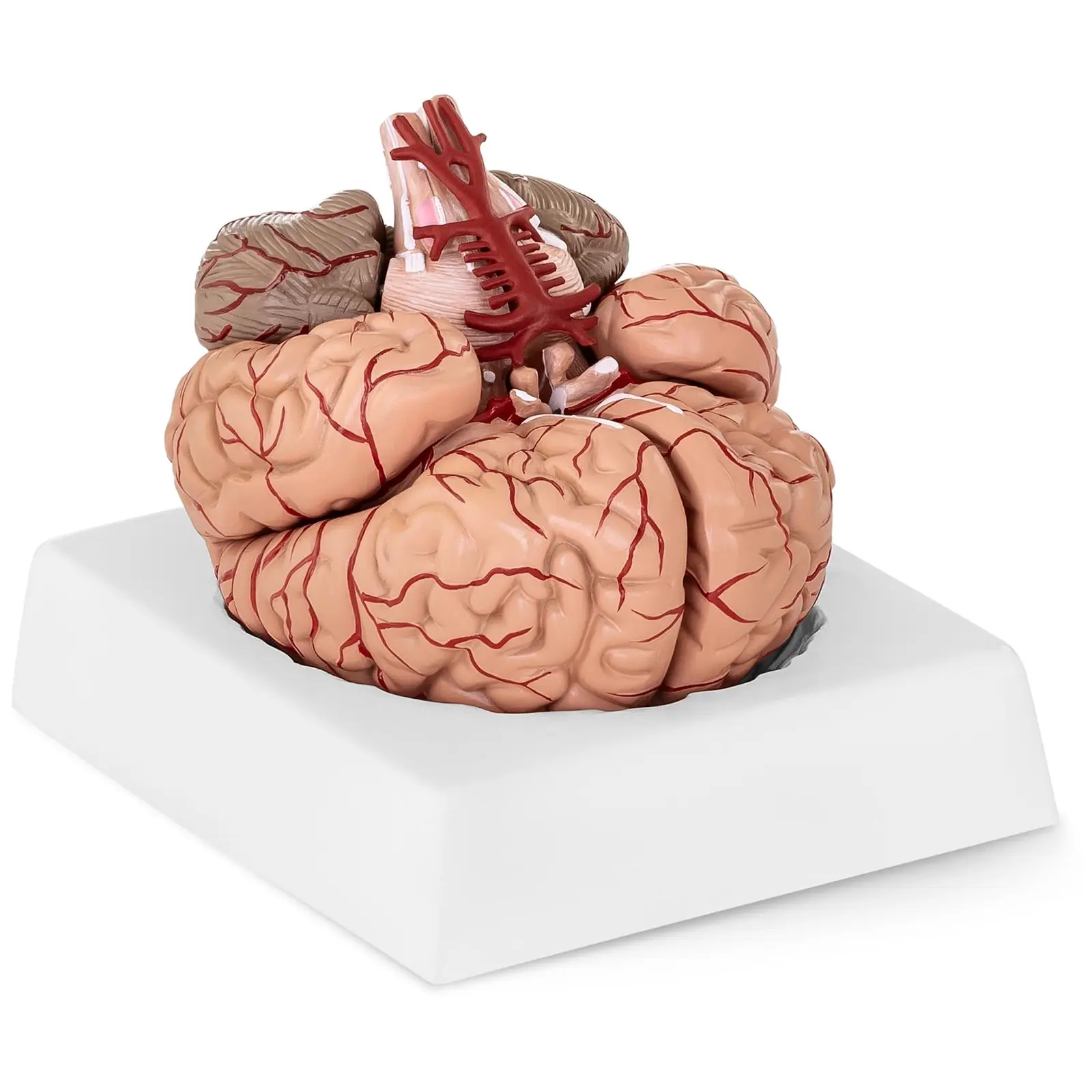 Model mozku - 9 částí - životní velikost