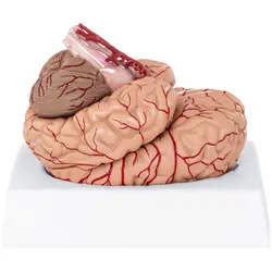 Модел на мозъка - 9 сегмента - в естествен размер