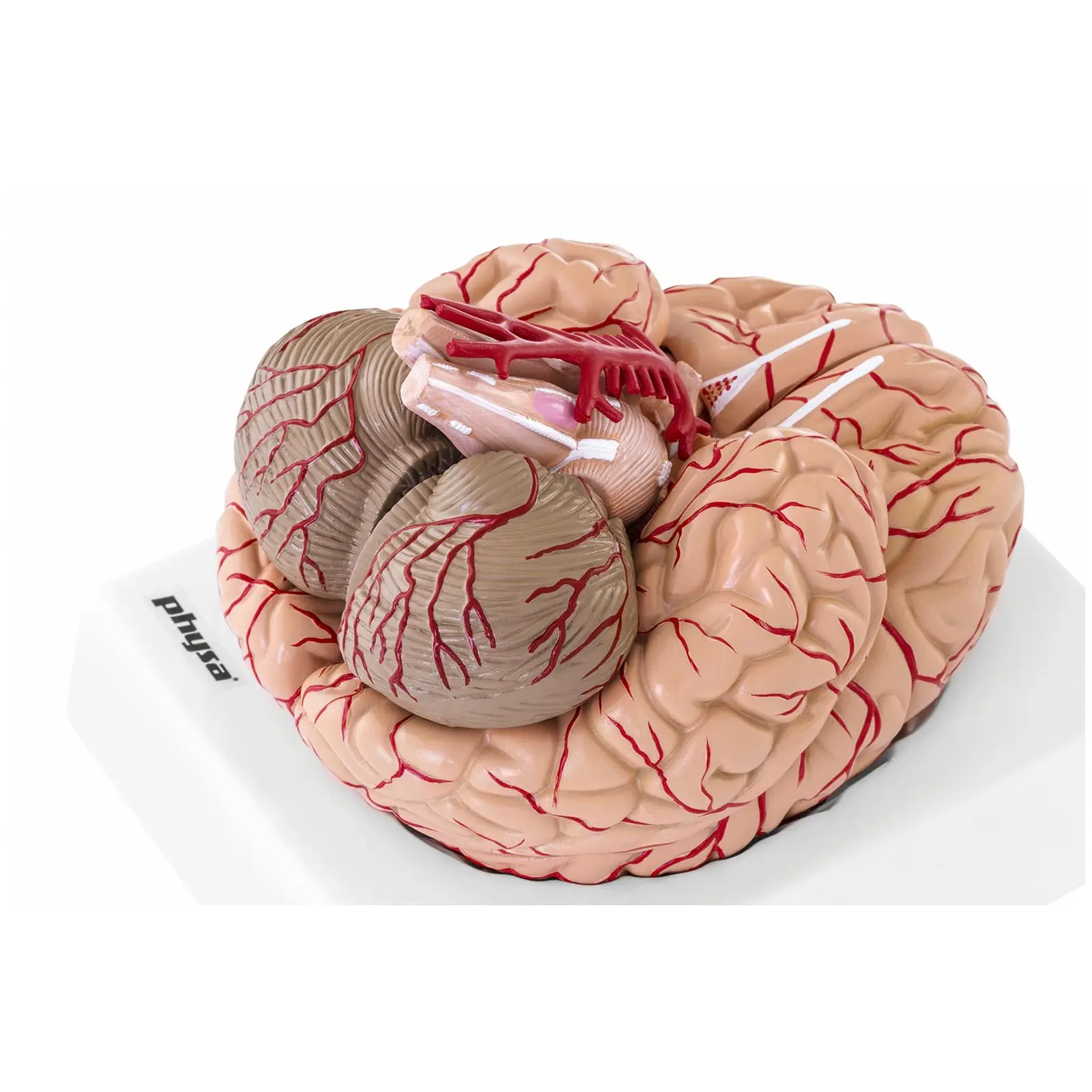 Model možganov - 9 segmentov - v naravni velikosti