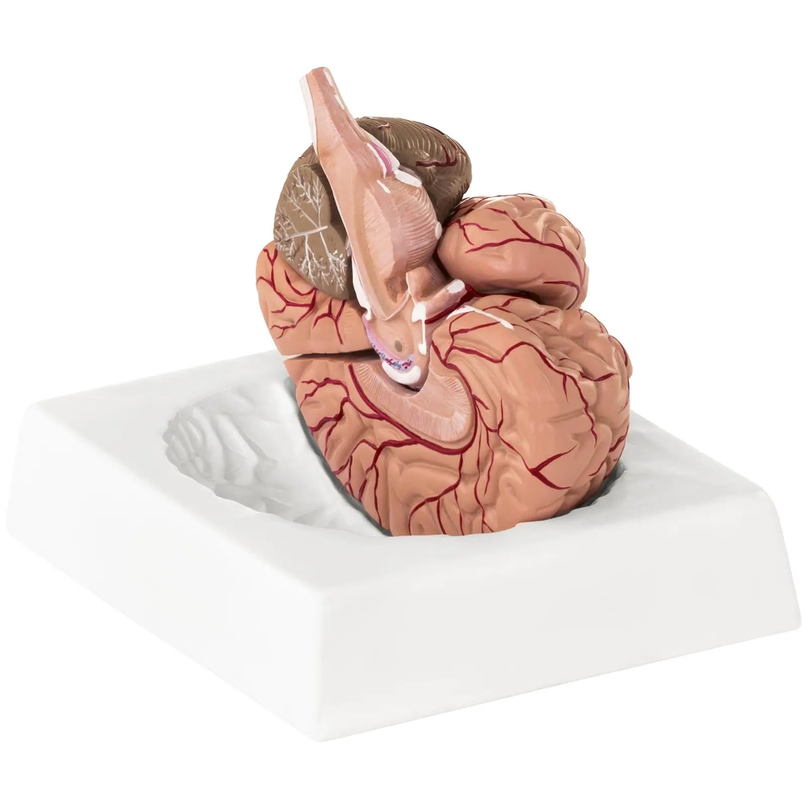 Model možganov - 9 segmentov - v naravni velikosti