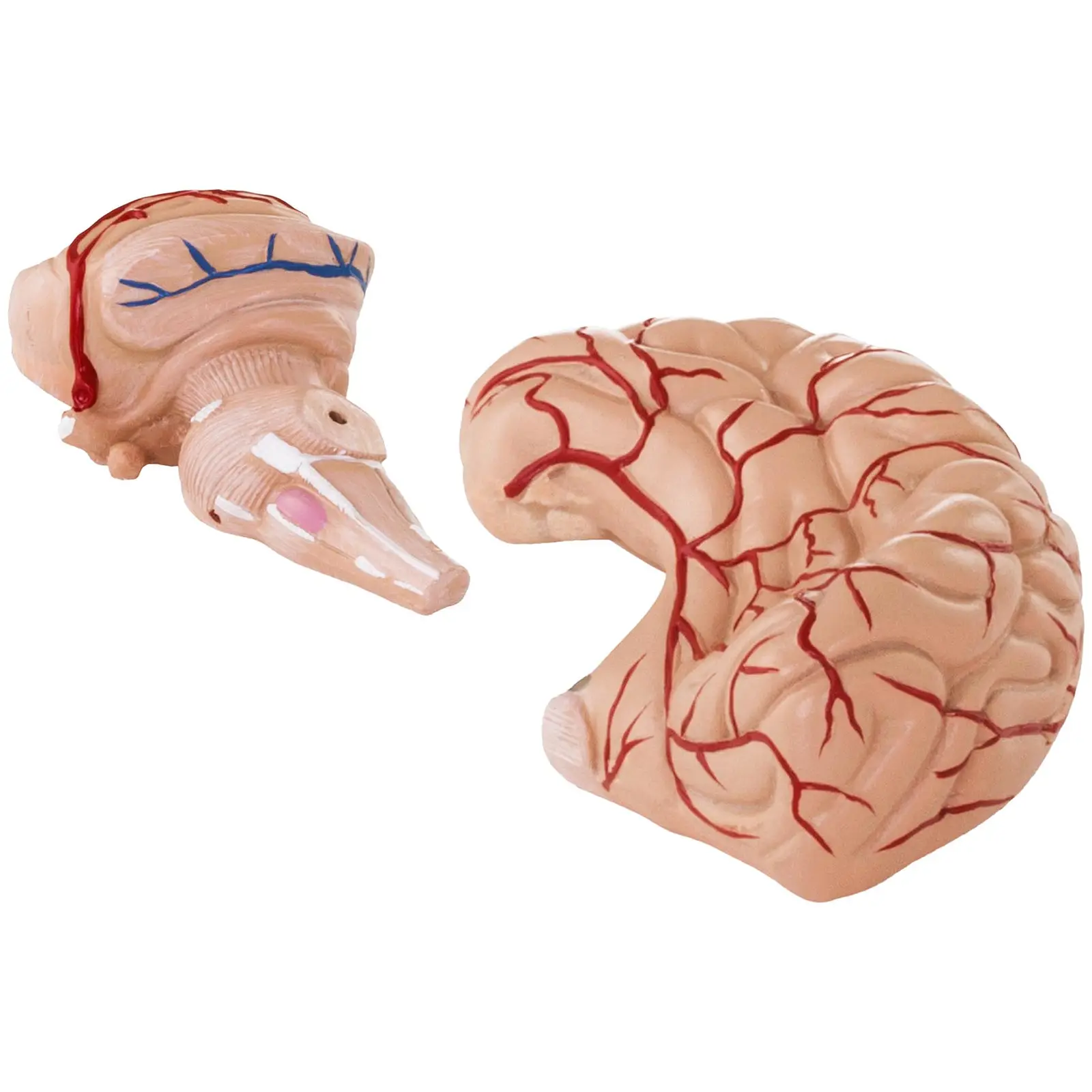 Factory second Model Brain - 9 segments - life sized