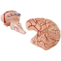 Modelo de cérebro - 9 segmentos - tamanho natural