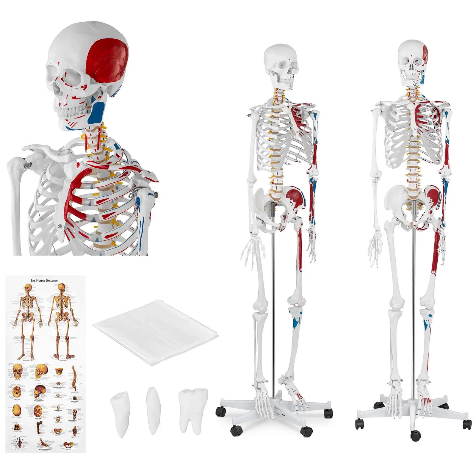Model szkieletu - naturalnej wielkości - kolorowy