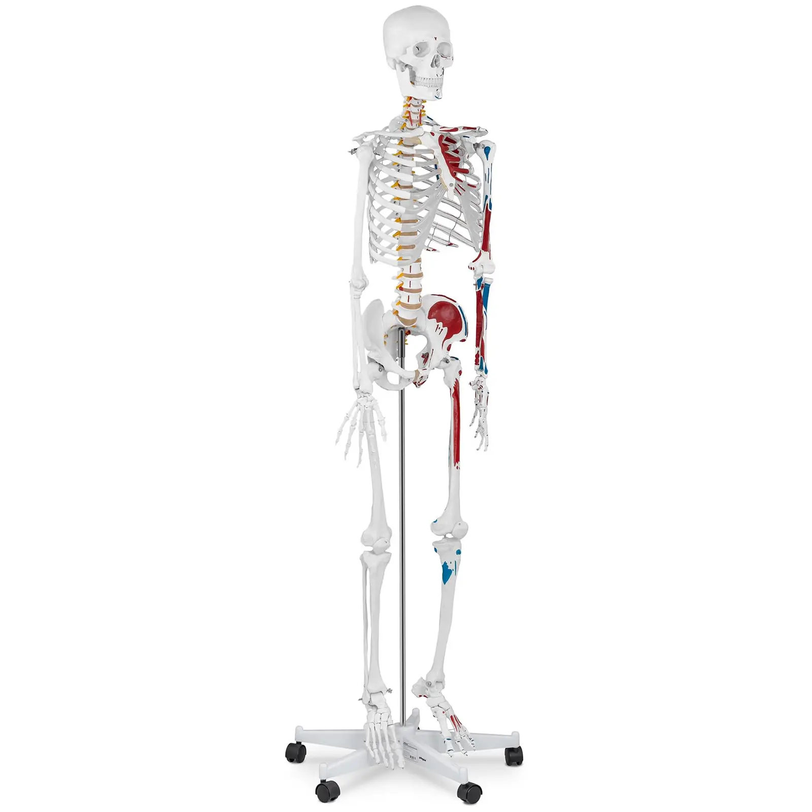 Modello scheletro umano - A grandezza naturale - Colorato - 1