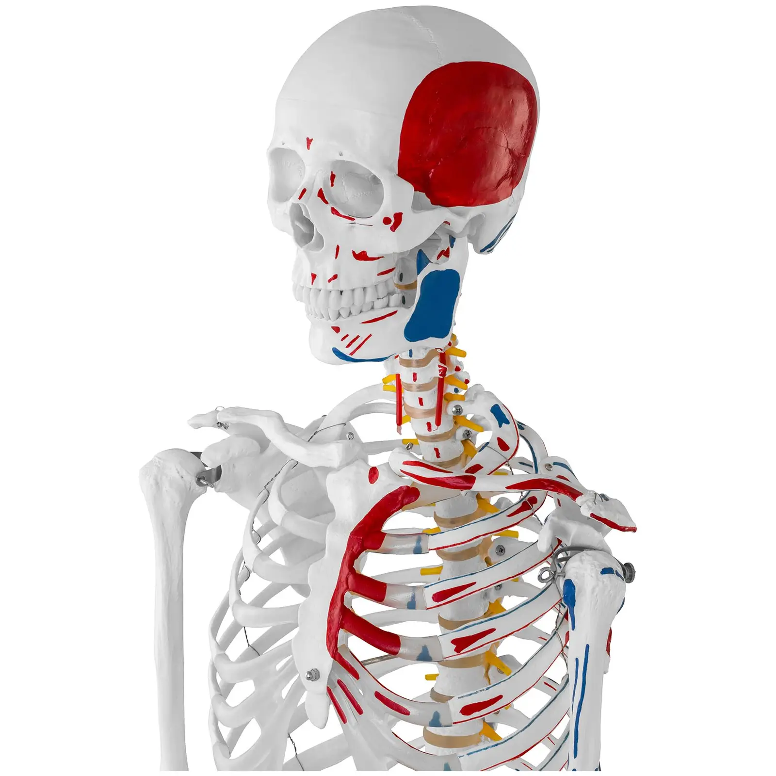 Model kostry člověka - životní velikost - 180 cm - s barevným značením