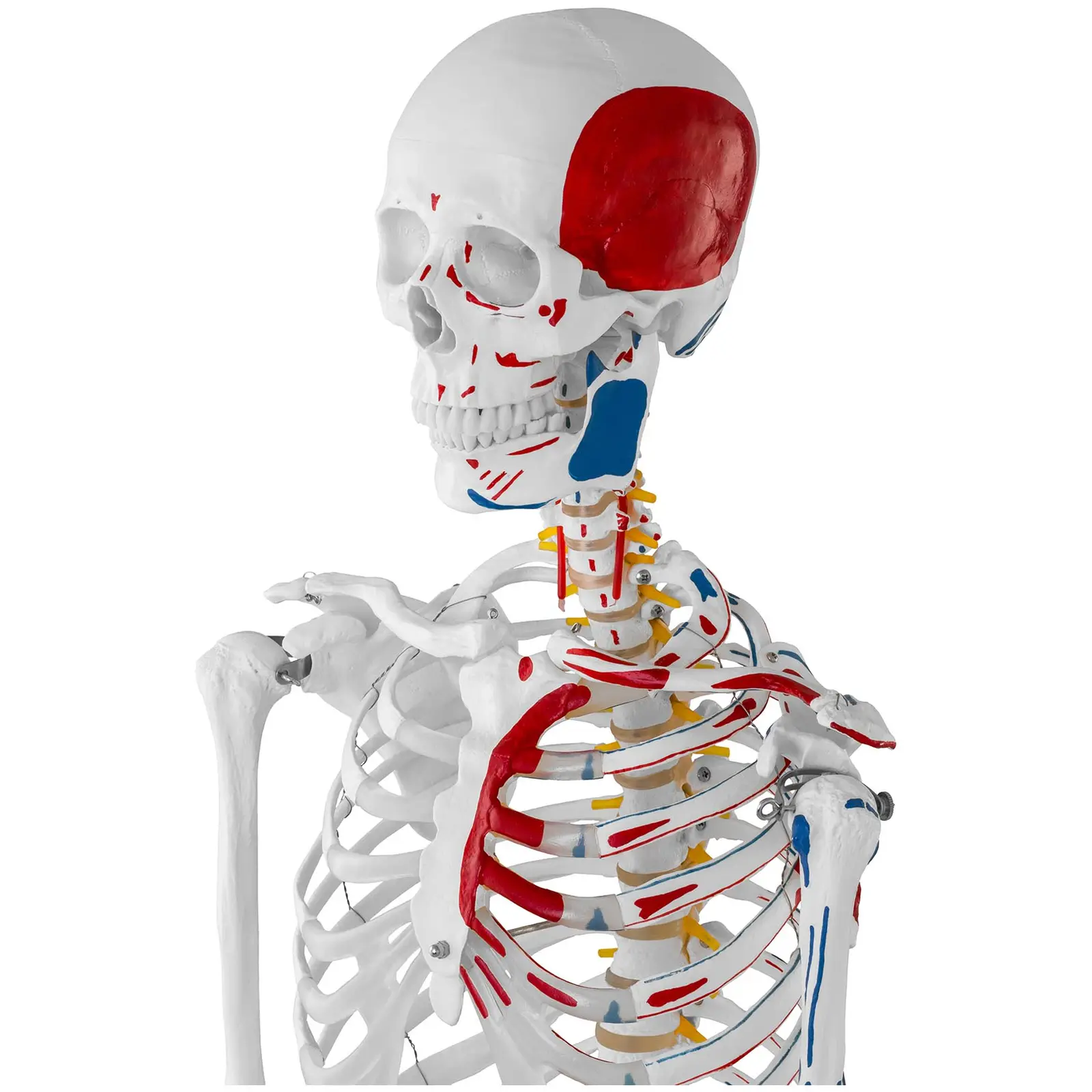 Modello scheletro umano - A grandezza naturale - Colorato - 2