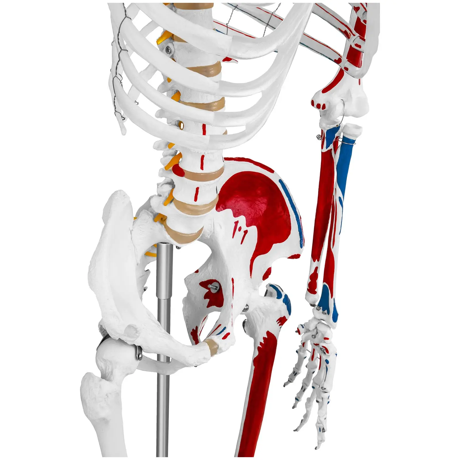 Modello scheletro umano - A grandezza naturale - Colorato
