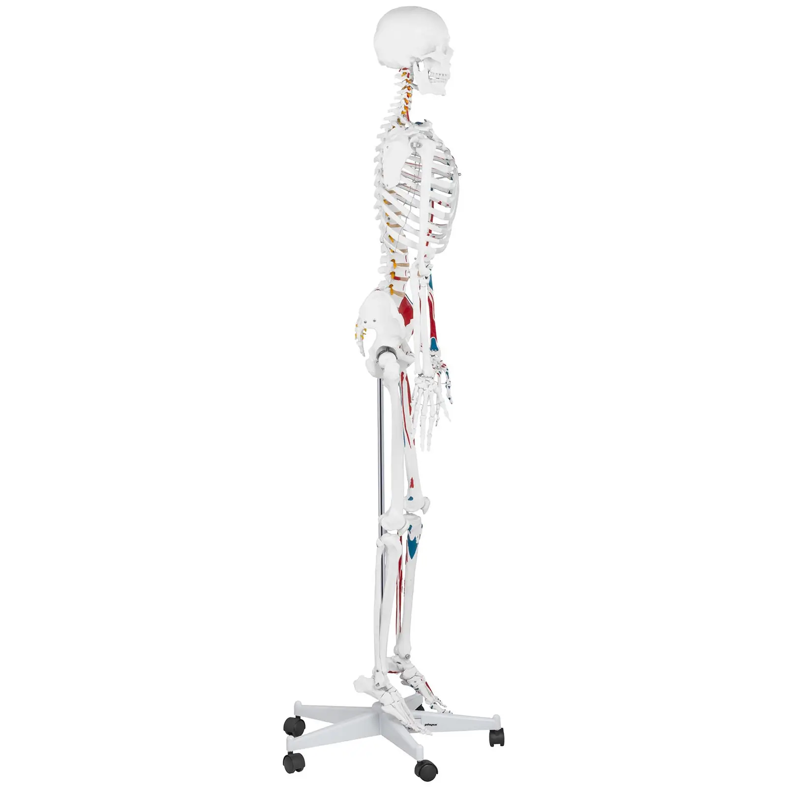 Modello scheletro umano - A grandezza naturale - Colorato - 5