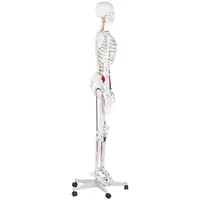 anatomisch skelet - levensgroot