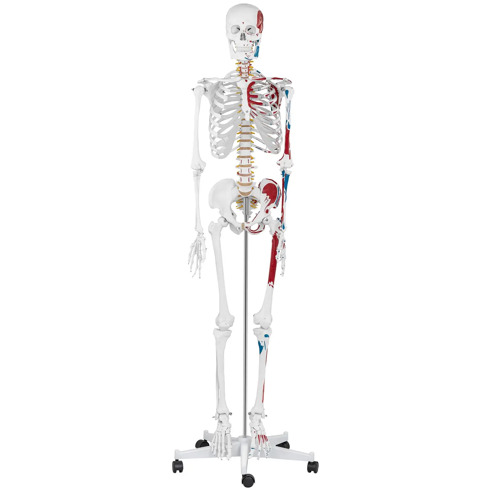 Model Skeleton  - Life-sized - coloured