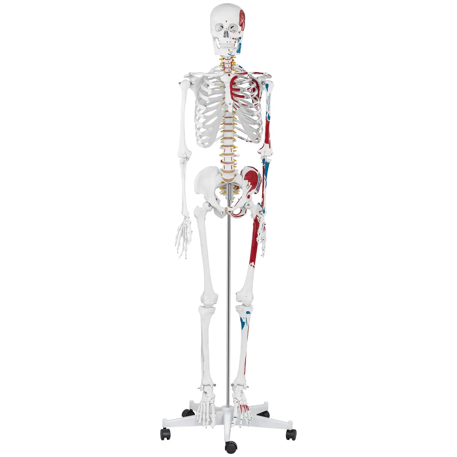 Modello scheletro umano - A grandezza naturale - Colorato - 6