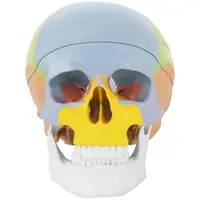 Crânio humano - modelo anatómico - a cores