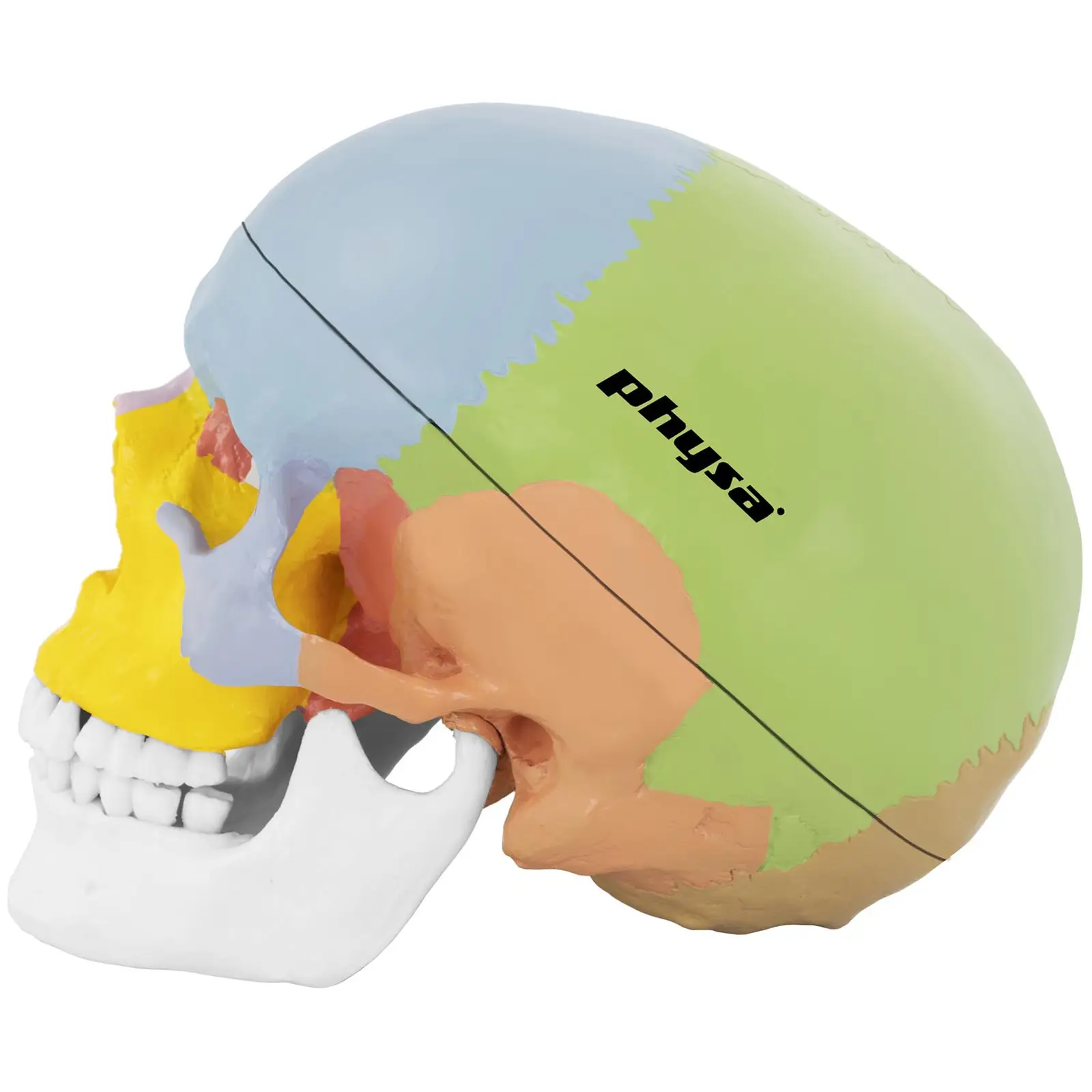 Maquette anatomique du crâne humain - en couleurs