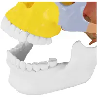 Modello anatomico cranio - colorato