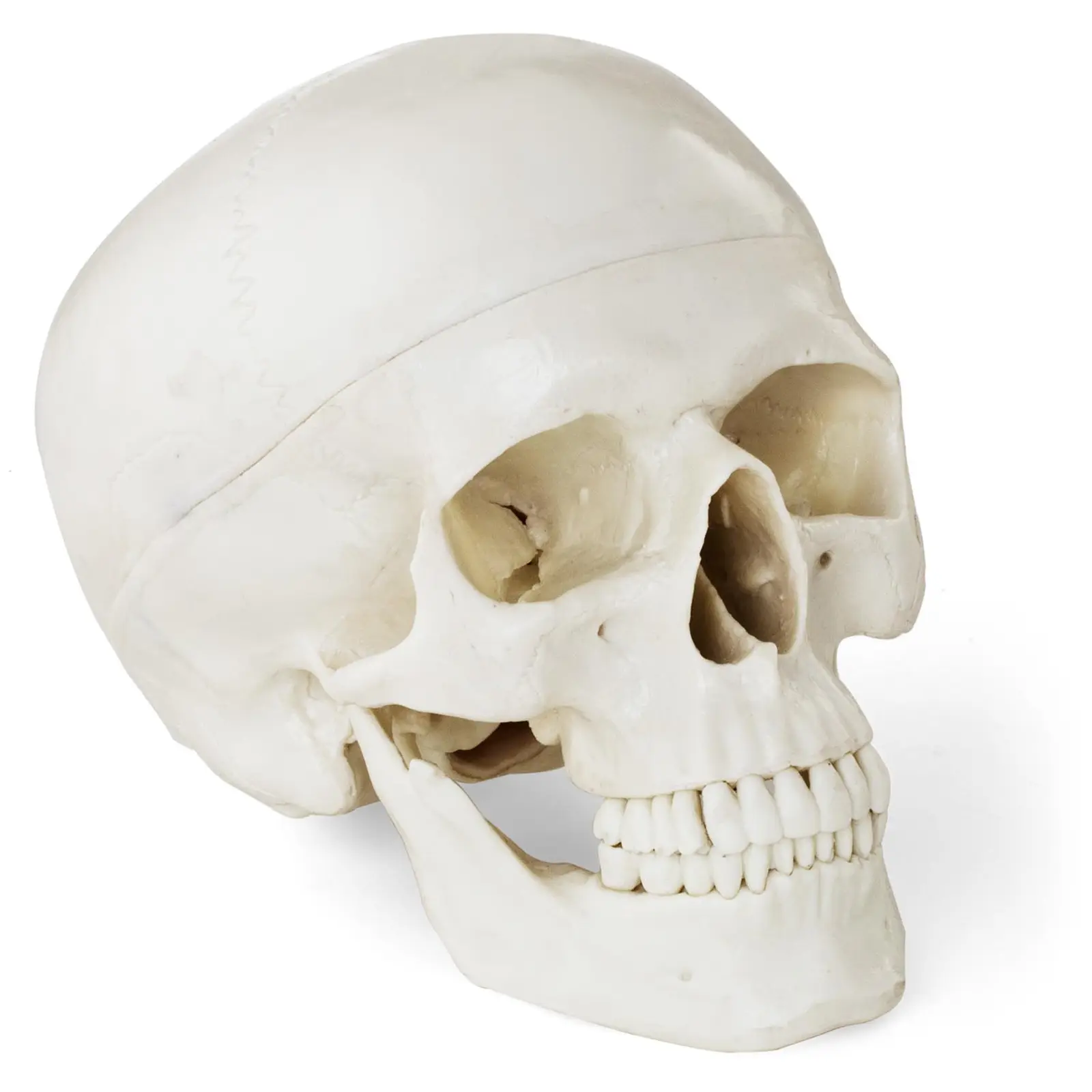 Anatominen malli - pääkallo - valkoinen