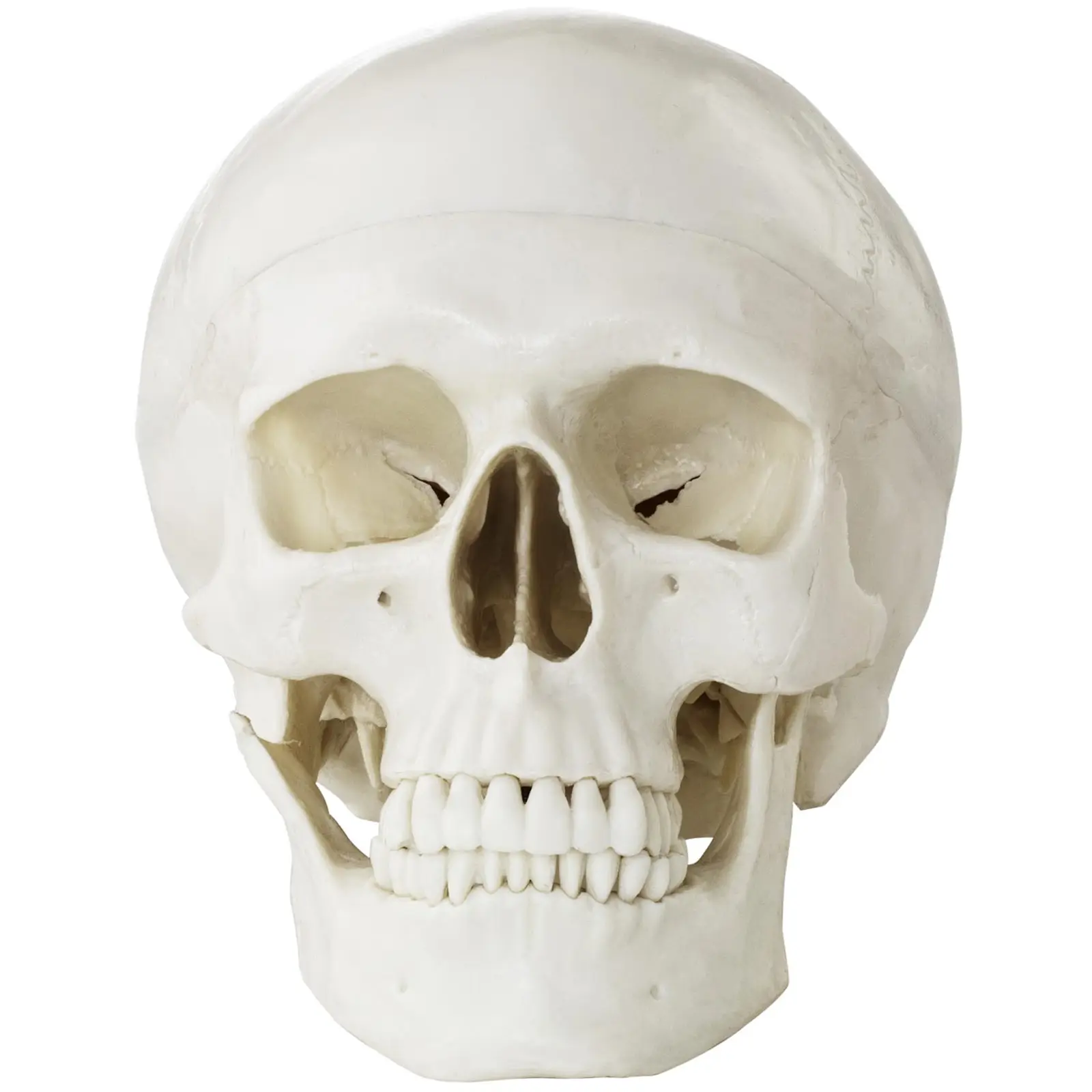 Skull Model - white