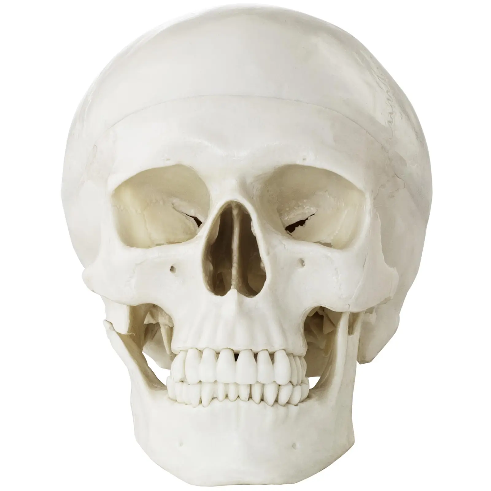 Maquette anatomique du crâne humain - blanche (Matériau(x): Plastique)