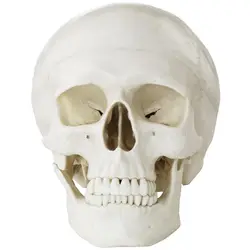 Occasion Maquette anatomique du crâne humain - blanche