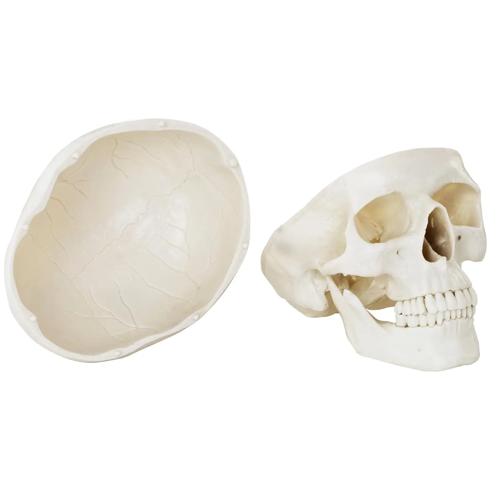 Factory second Skull Model - white