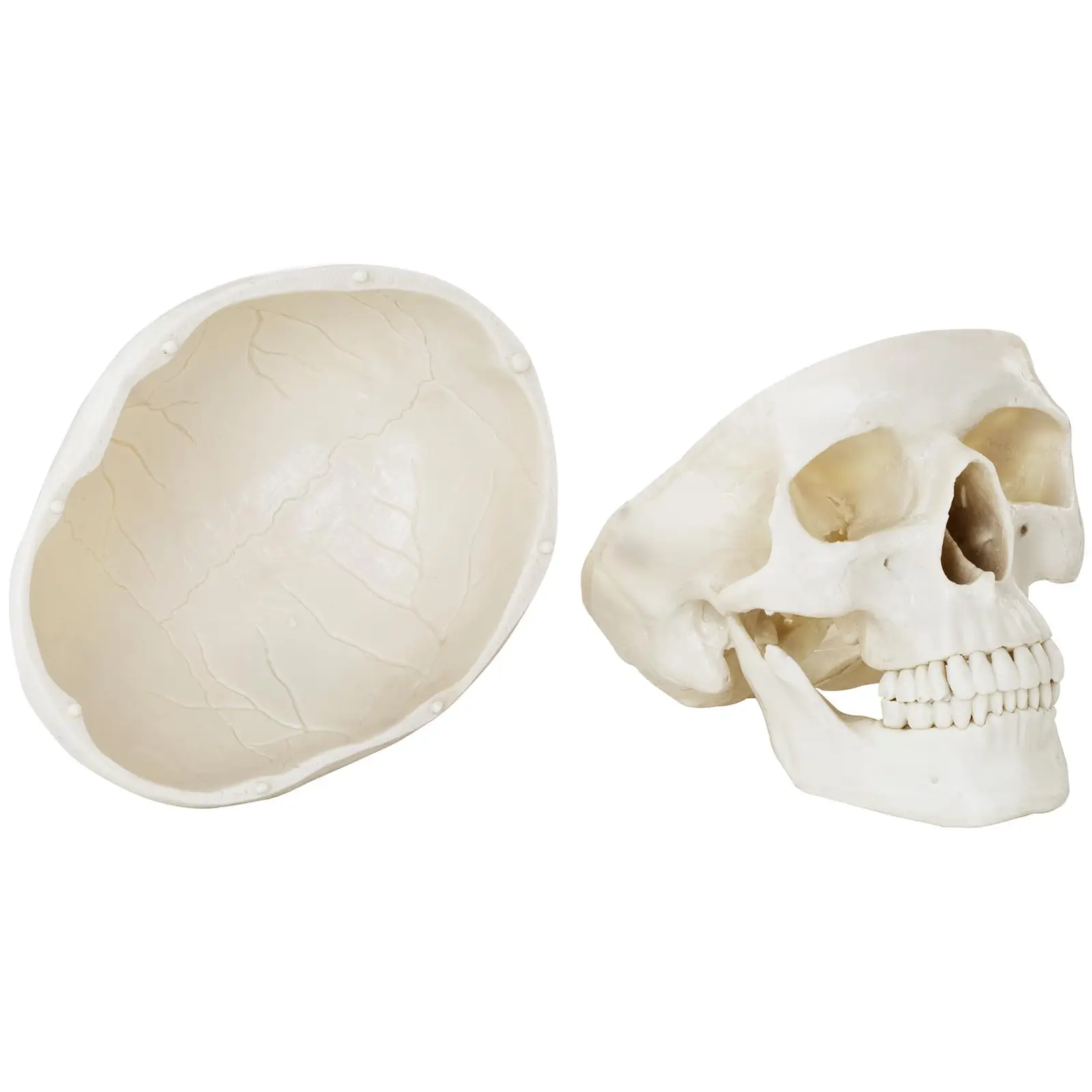 Seconda Mano Modello anatomico cranio - bianco
