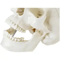 Anatominen malli - pääkallo - valkoinen