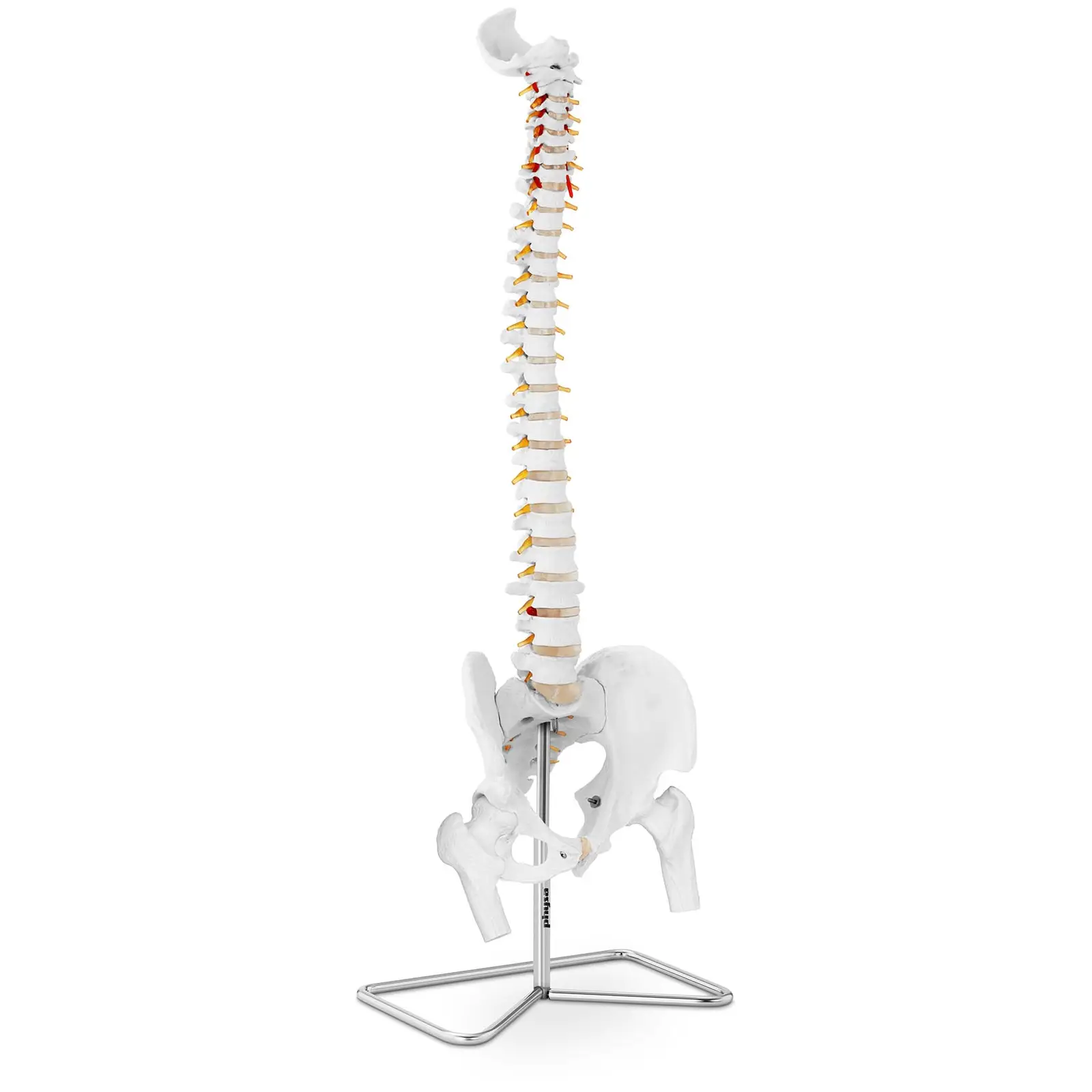 Model hrbtenice z medenico