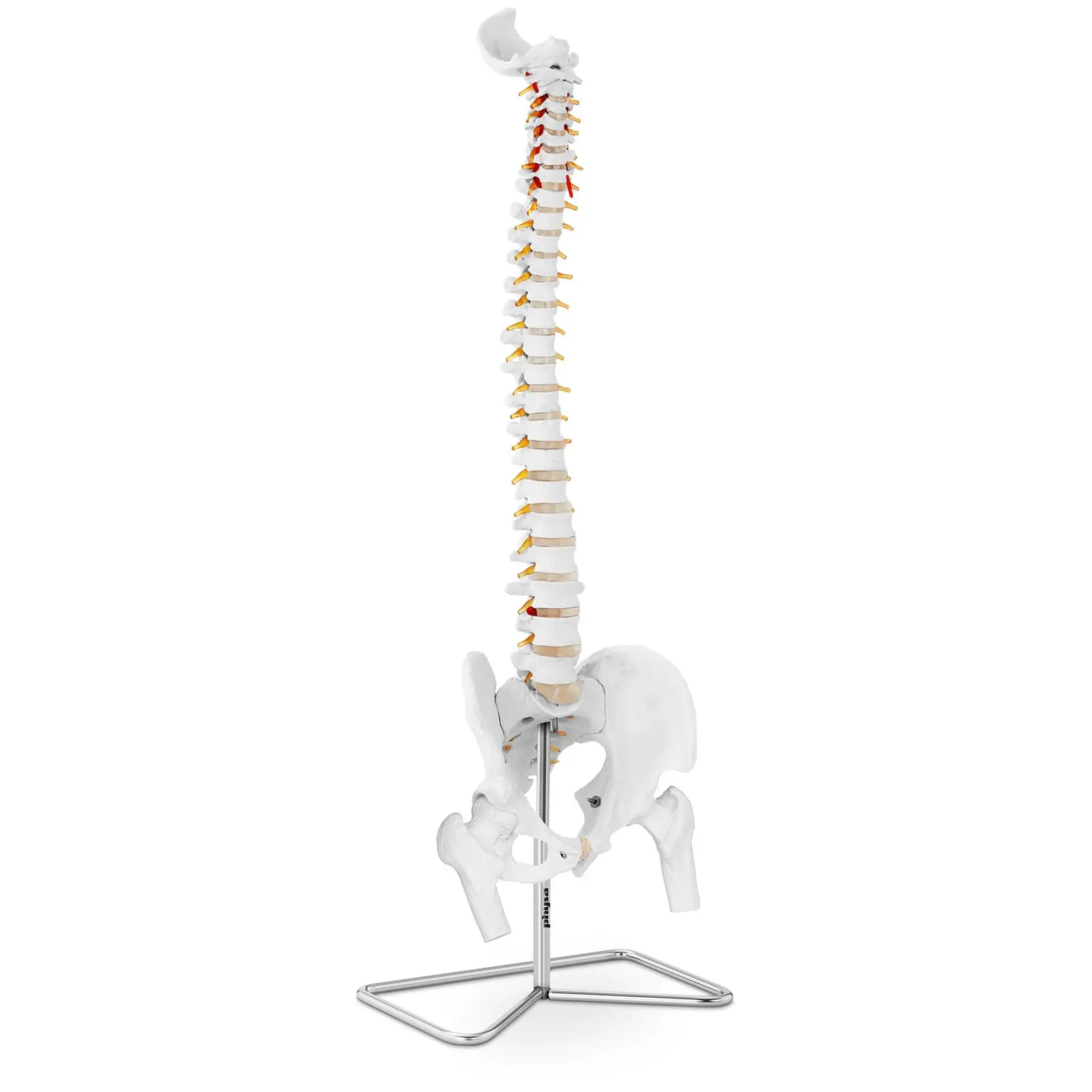 Modelo anatómico de columna vertebral con pelvis