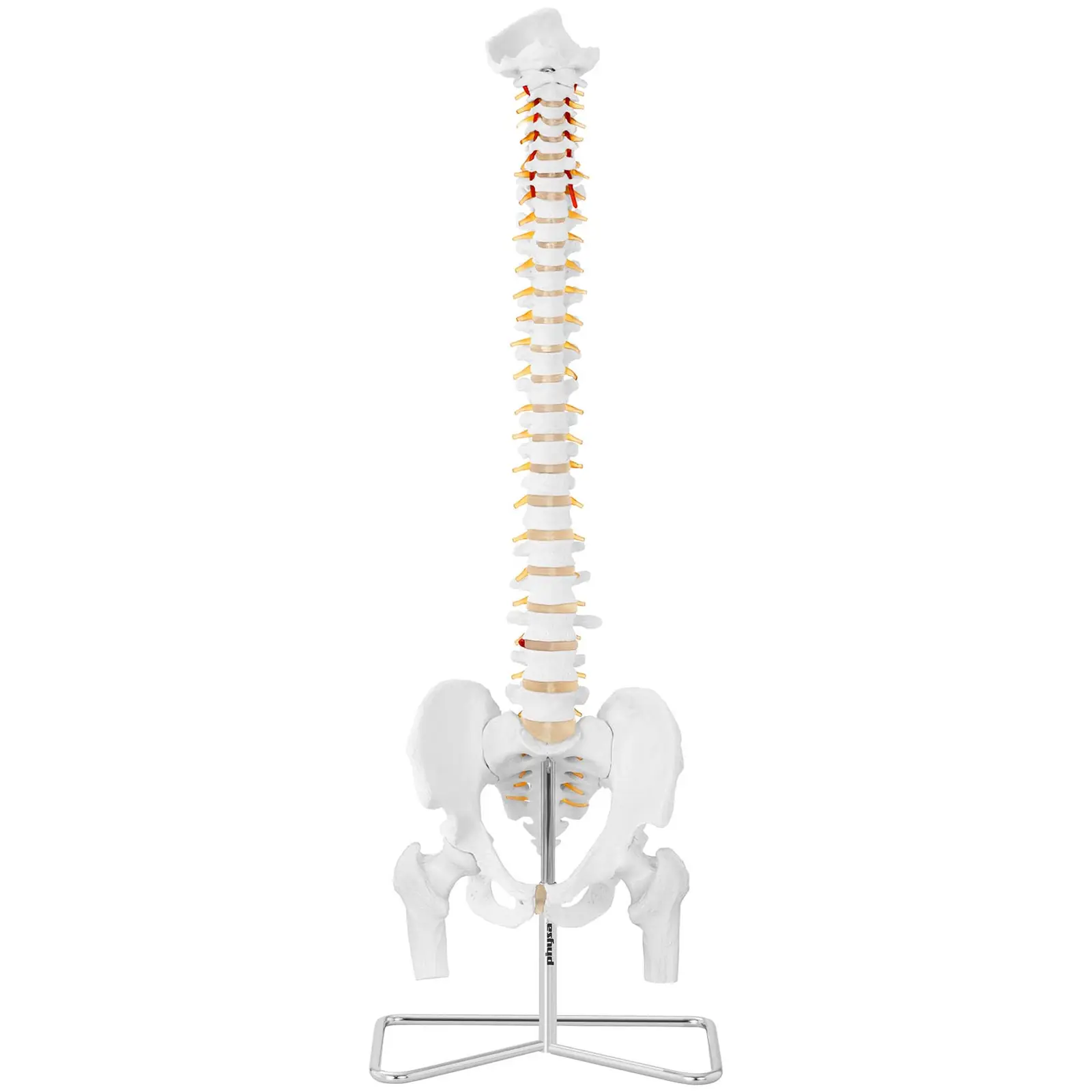 Modello anatomico colonna vertebrale cervicale con bacino