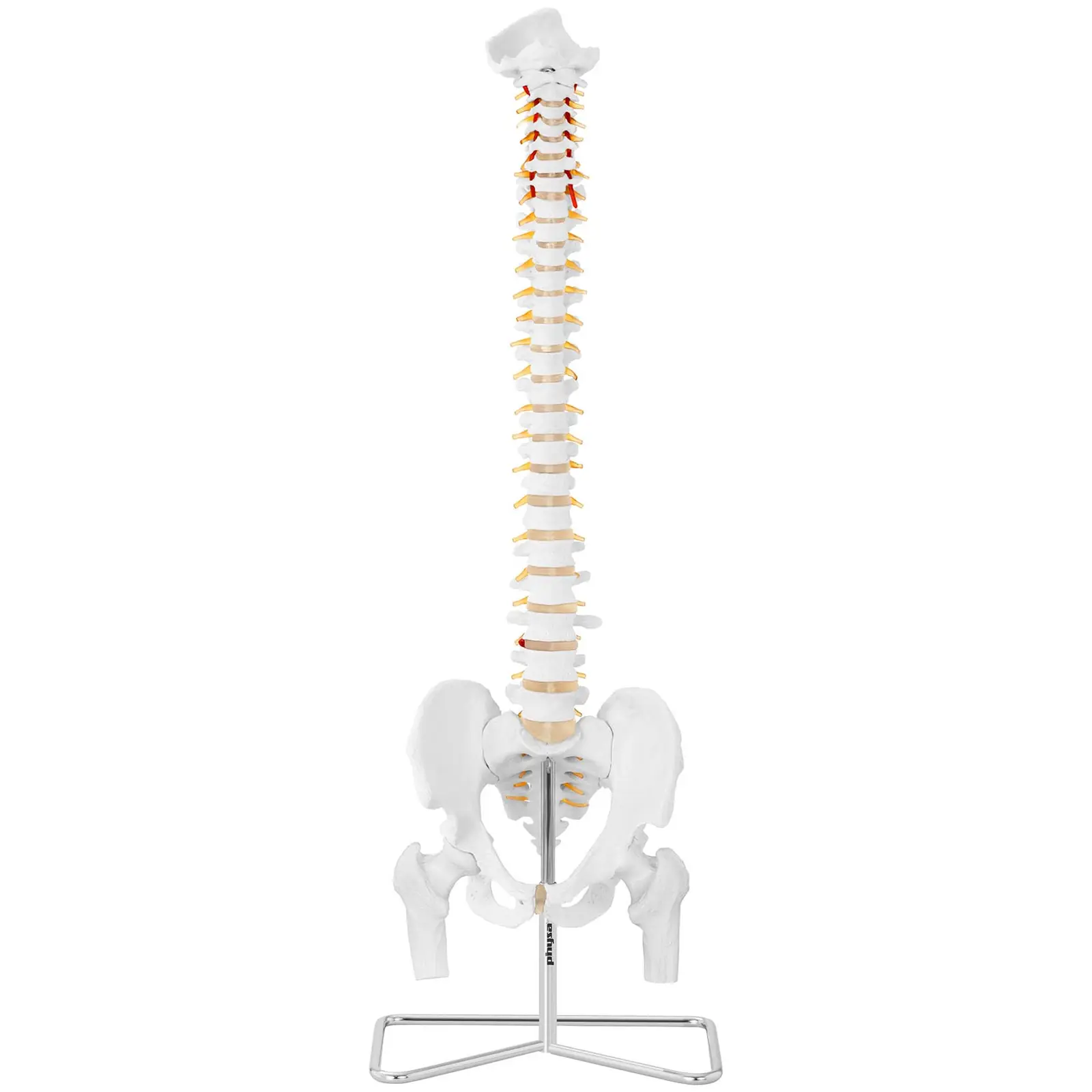 Coluna vertebral com pélvis masculina - 86 cm - modelo anatómico