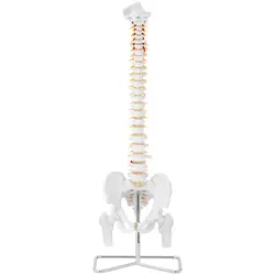 Modelo anatómico de columna vertebral con pelvis