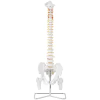 Модел на гръбначен стълб с таз
