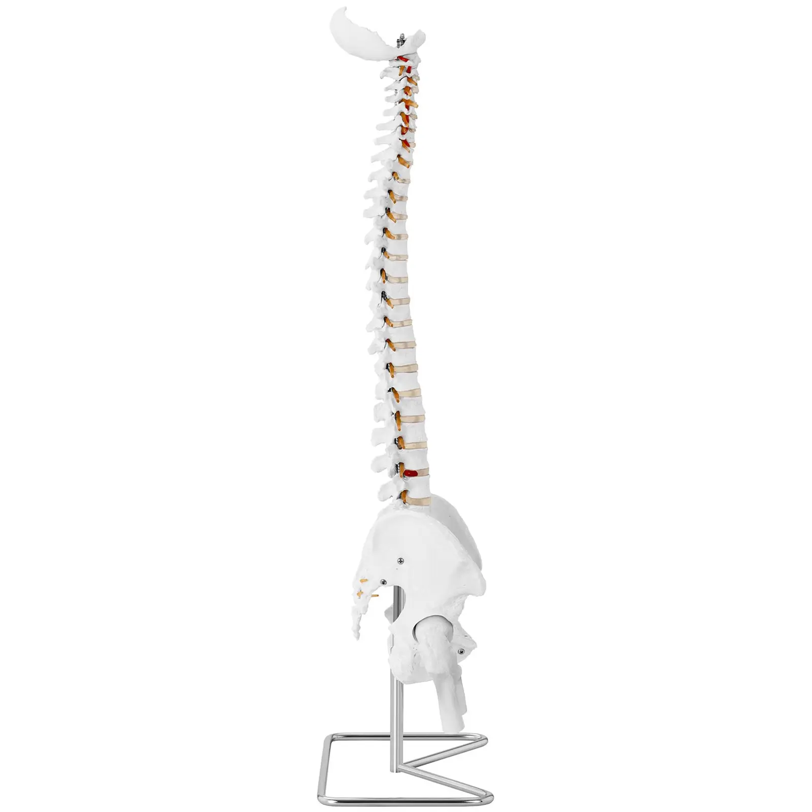 Spine Model with Pelvis