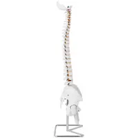 Модел на гръбначен стълб с таз