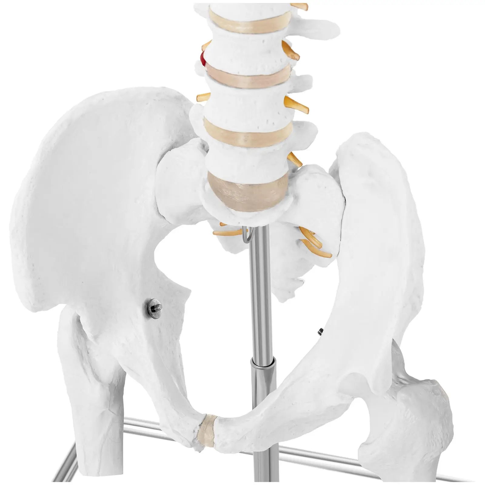 Spine Model with Pelvis