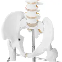 Modelo anatómico de columna vertebral con pelvis