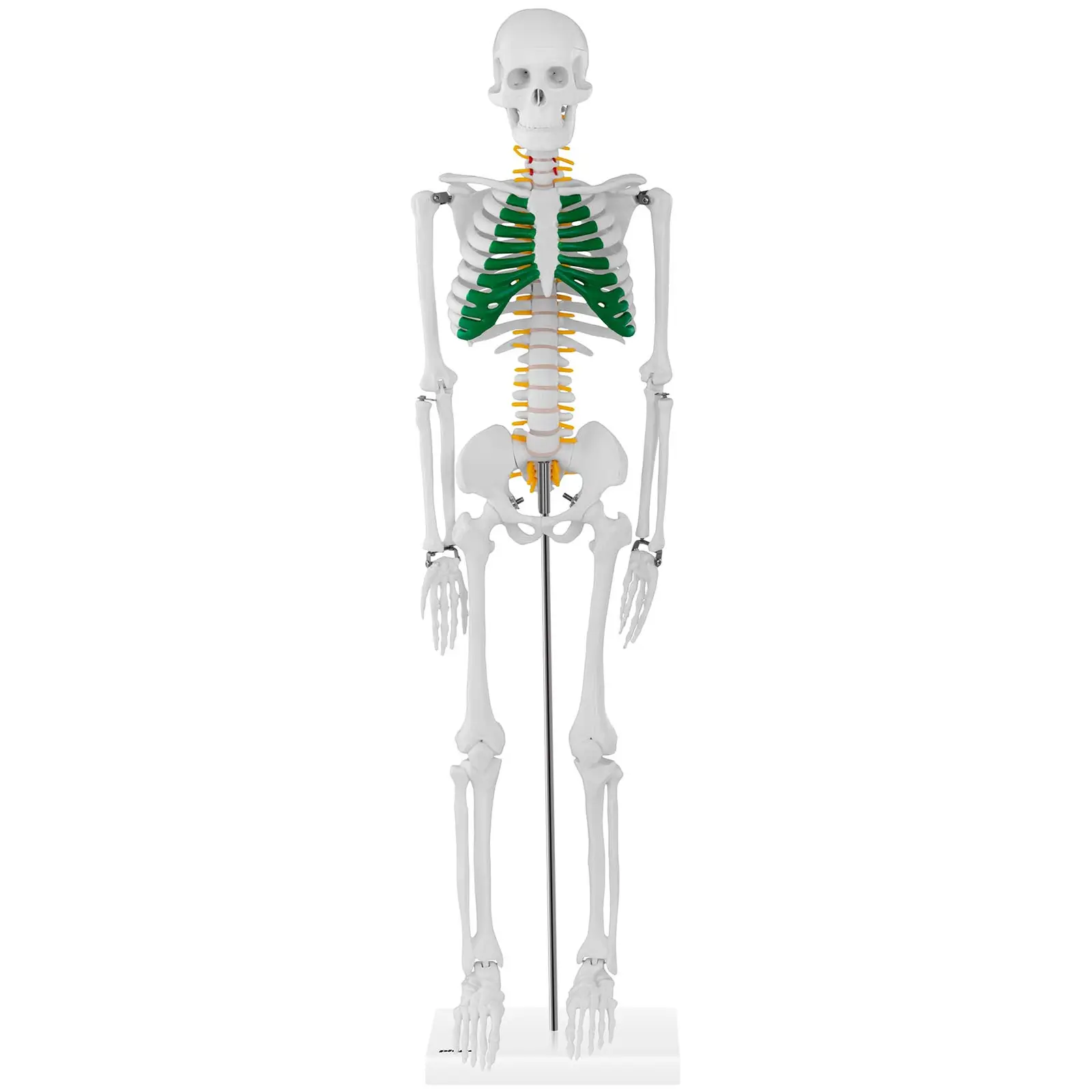 Miniskelet - 85 cm (Materiale: PVC)