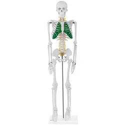 Modello scheletro umano mini - 85 cm